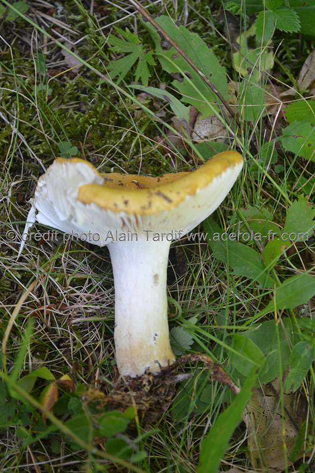 Russula ochroleuca 3 Russula ochroleuca ou russule ocre et blanche