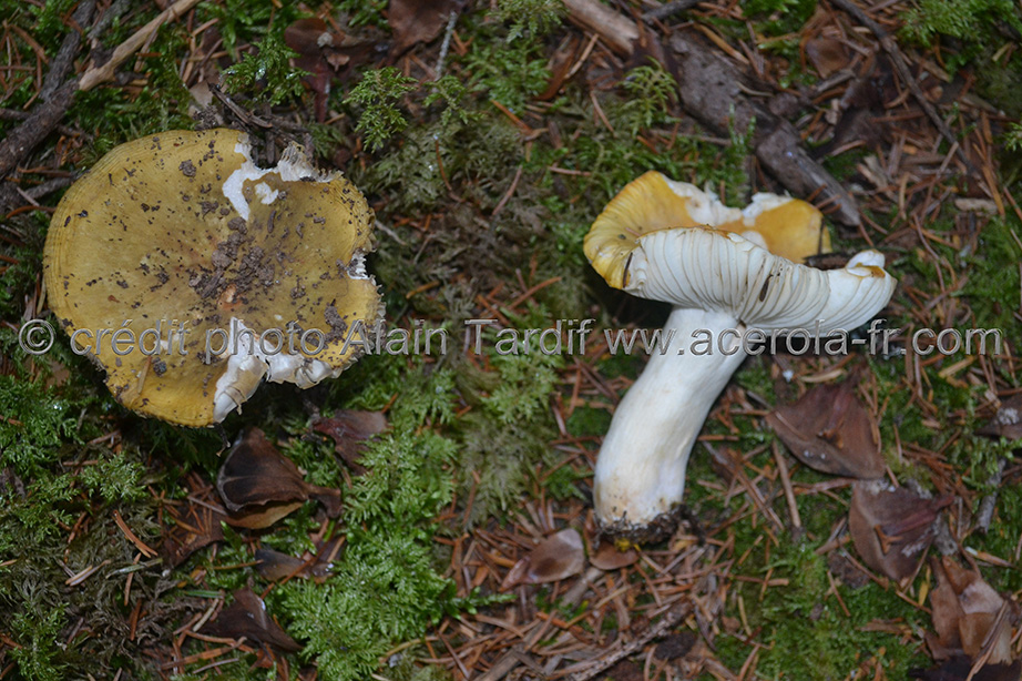 Russula ochroleuca Russula ochroleuca ou russule ocre et blanche