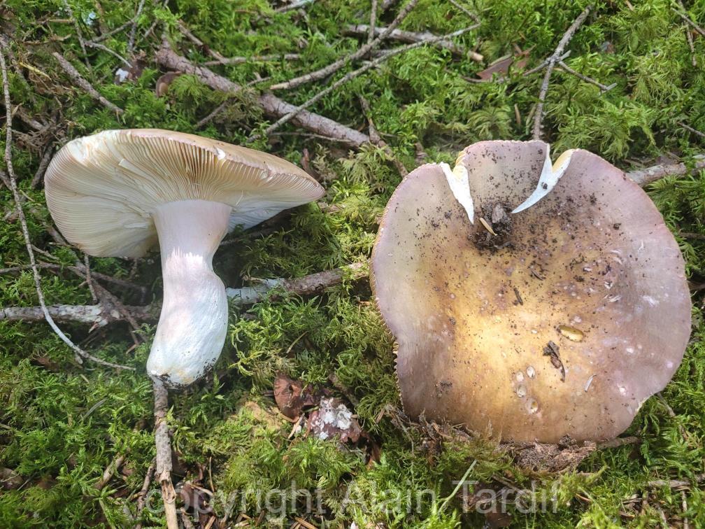 Russula olivacea 2 Russula olivacea ou russule olivacée