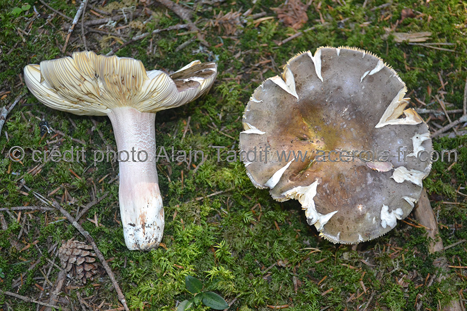 Russula olivacea Russula olivacea ou russule olivacée
