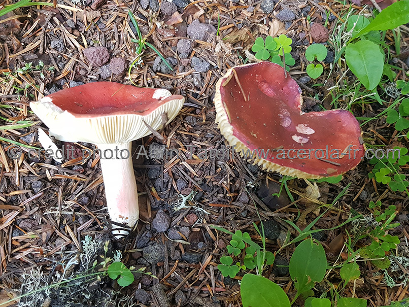 Russula sanguinea Russula sanguinea - russule sanguine