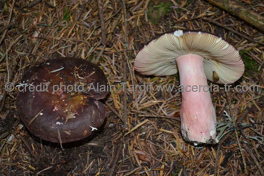 Russula sardonia Russula sardonia - russule sardoine