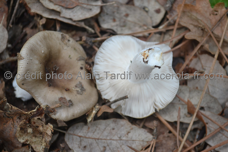 Russula sororia Russule sororia - russule sœur