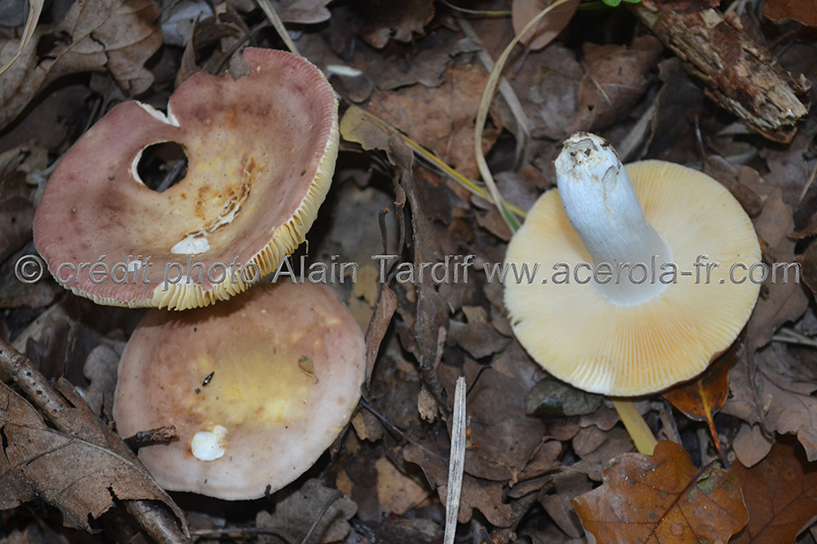 Russula velenovskyi Russula velenovskyi - russule de Velenovsky