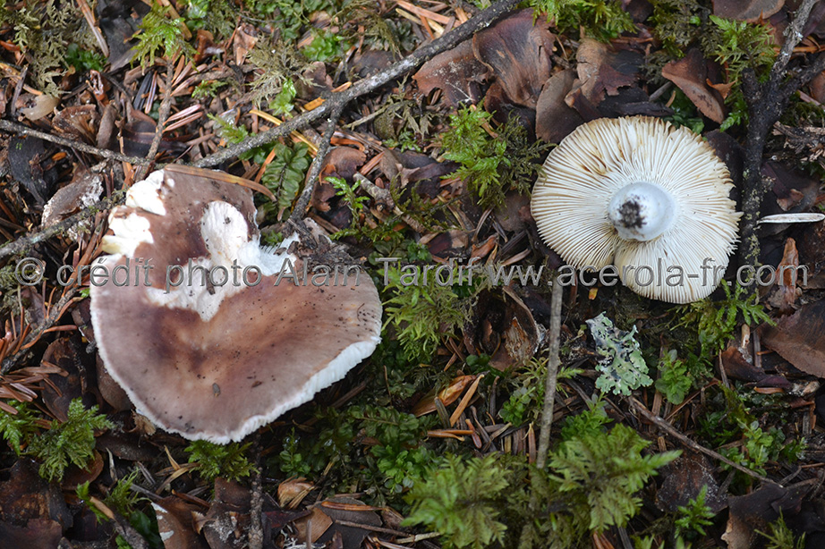 Russula vesca Russula vesca - russule comestible