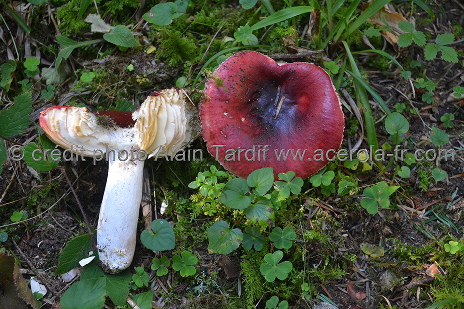 Russula vinosa Russula vinosa - russule vineuse