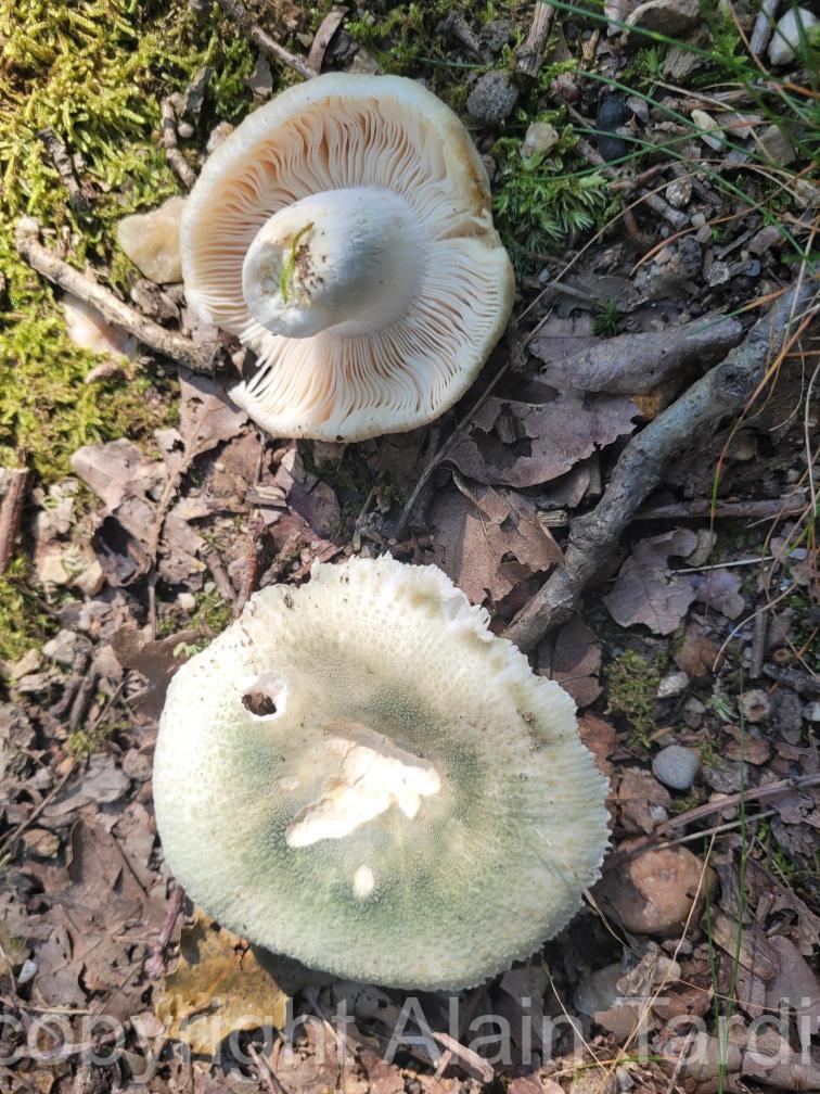 Russula virescens 2 Russula virescens - russule verdoyante