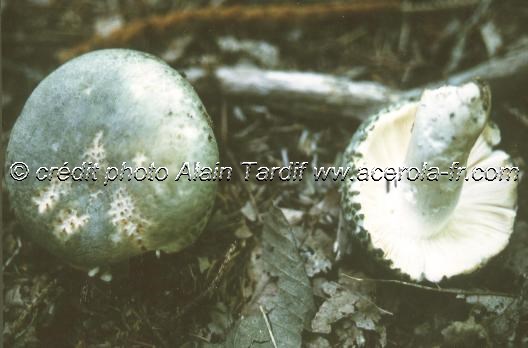 Russula virescens Russula virescens - russule verdoyante