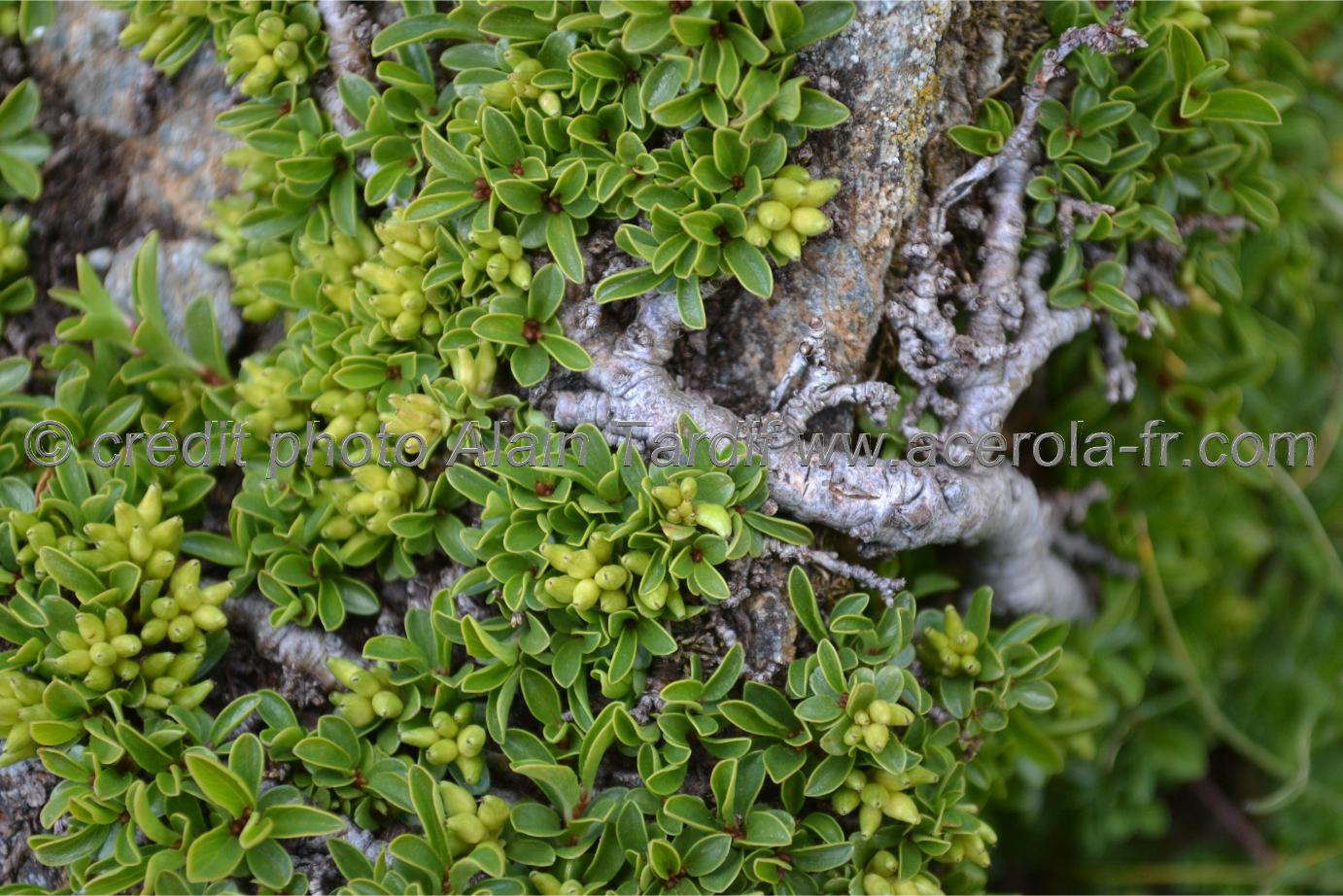 Salix retusa Salix retusa - saule à feuilles tronquées