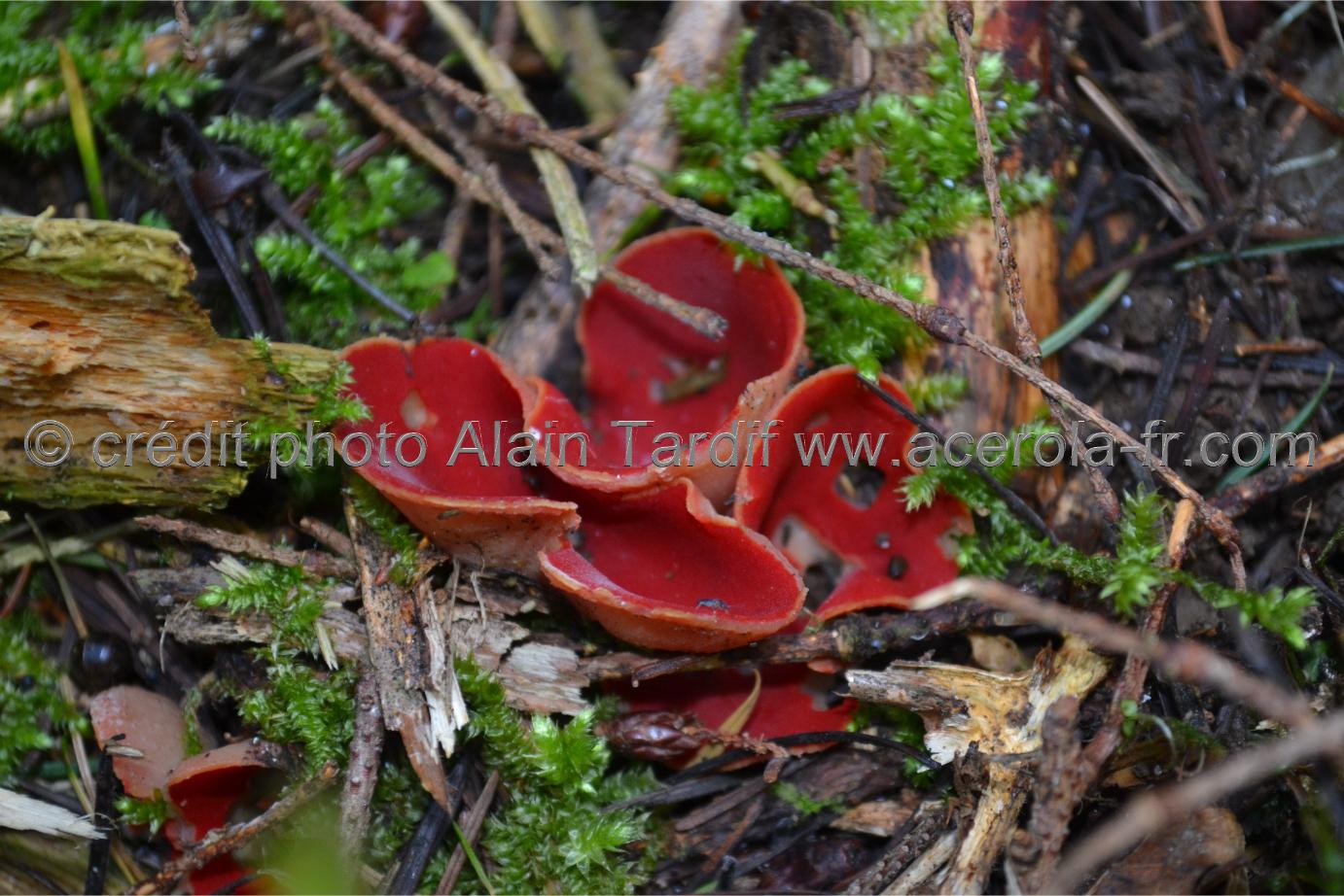 Sarcoscypha coccinea 2 Sarcoscypha coccinea ou pézize écarlate
