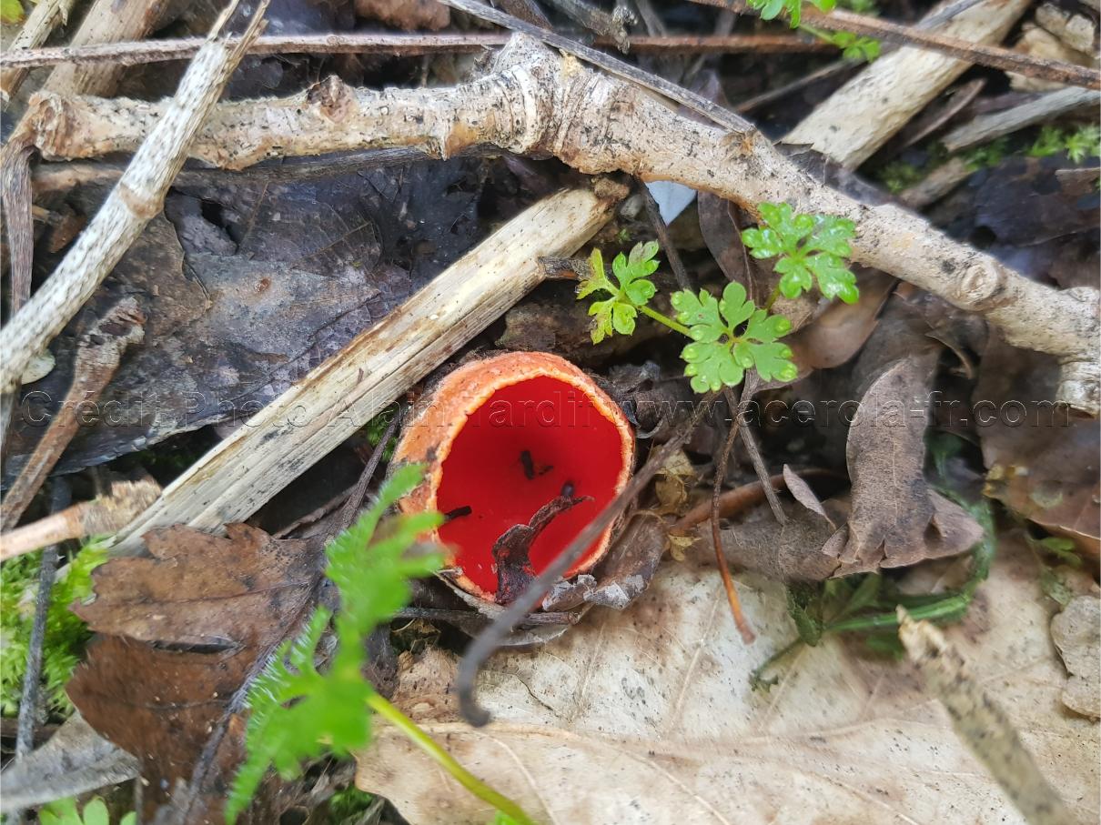 Sarcoscypha coccinea 3 Sarcoscypha coccinea ou pézize écarlate