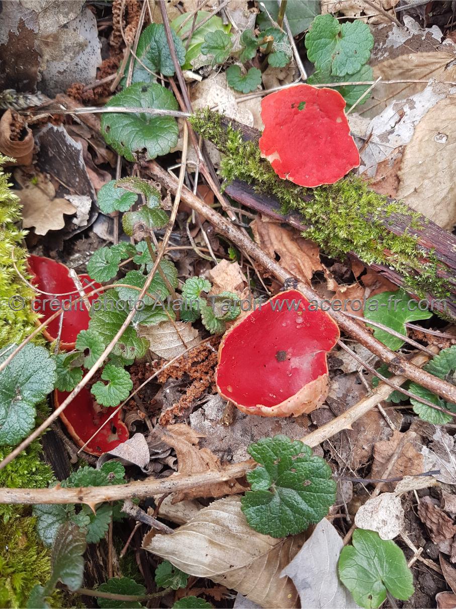 Sarcoscypha coccinea Sarcoscypha coccinea ou pézize écarlate