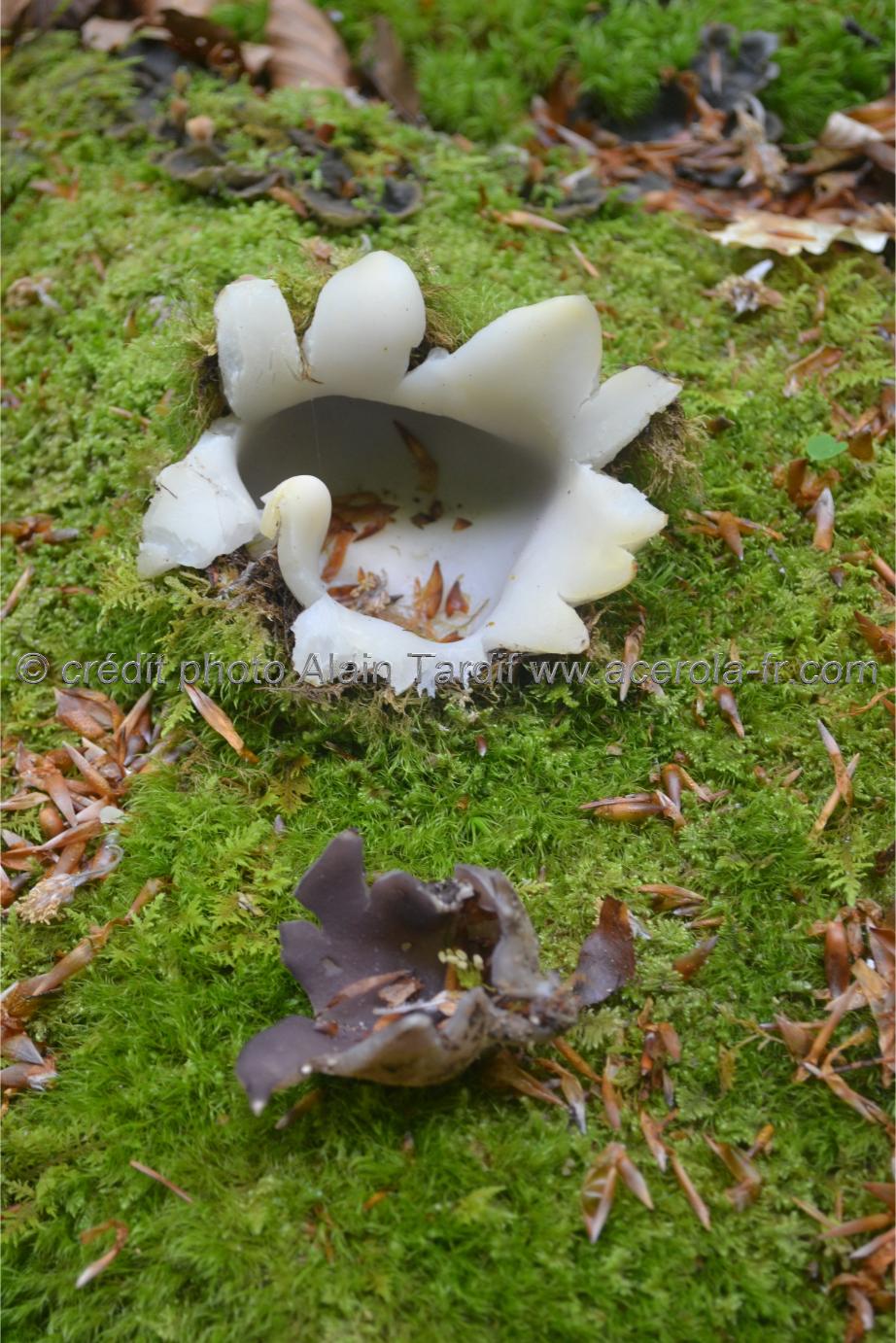 Sarcosphaera coronaria Sarcosphaera coronaria ou pézize couronnée