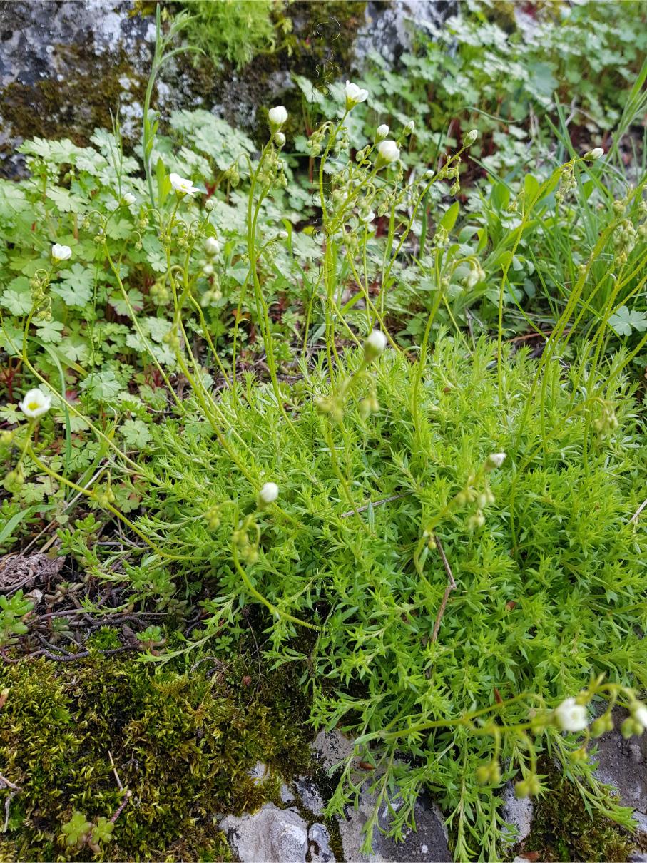 Saxifraga aspera saxifraga aspera ou saxifrage rude