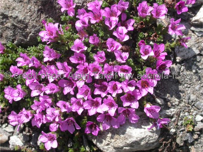 Saxifraga oppositifolia2 les saxifragées, saxifraga oppositifolia ou saxifrage à feuilles opposées