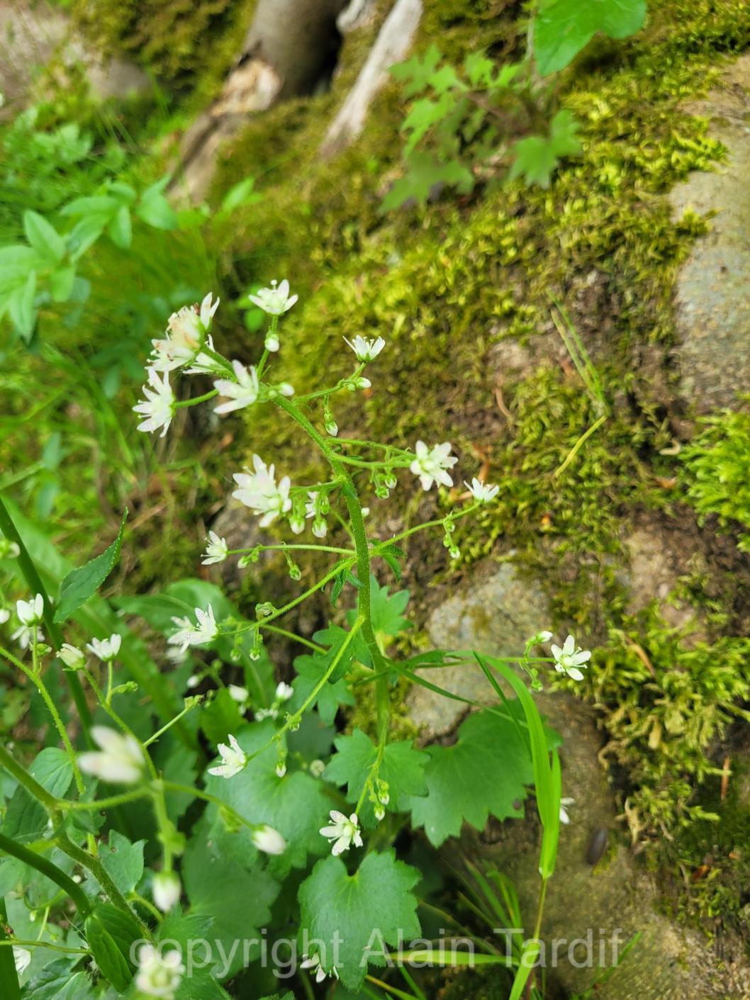 Saxifraga rotundifolia saxifrage à feuilles rondes ou Saxifraga rotundifolia