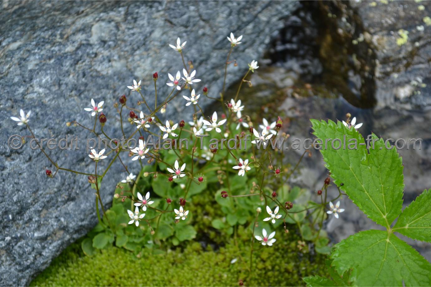 Saxifraga stellaris 2 Saxifraga stellaris - saxifrage étoilé