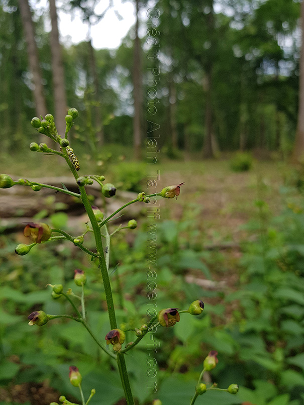 Scrophularia nodosa 2 Scrophularia nodosa ou scrofulaire noueuse