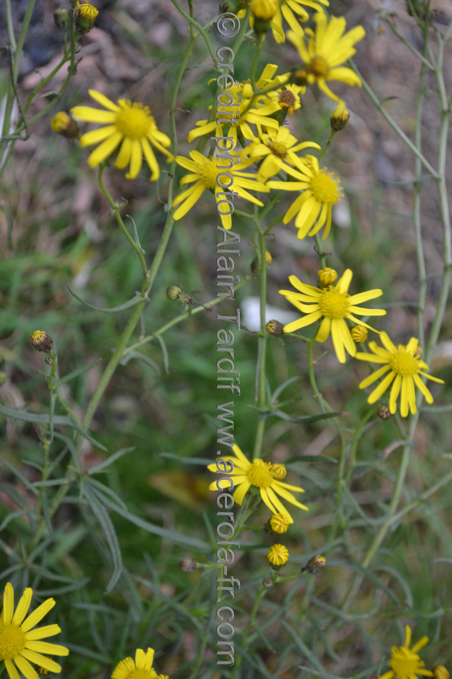 Senecio inaequidens 3 Senecio inaequidens ou séneçon du Cap