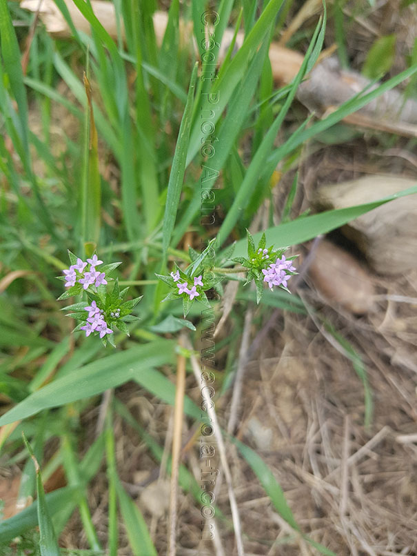 Sherardia arvensis 2 Sherardia arvensis ou shérardie des champs