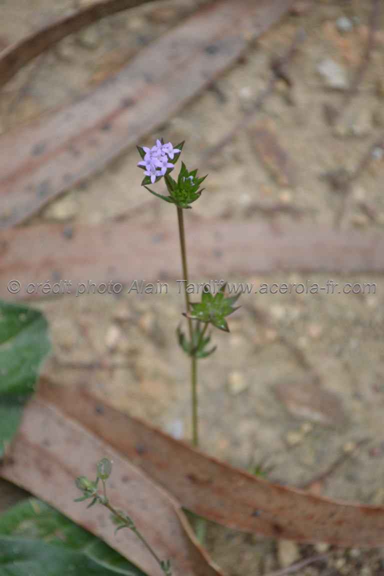 Sherardia arvensis Sherardia arvensis ou shérardie des champs