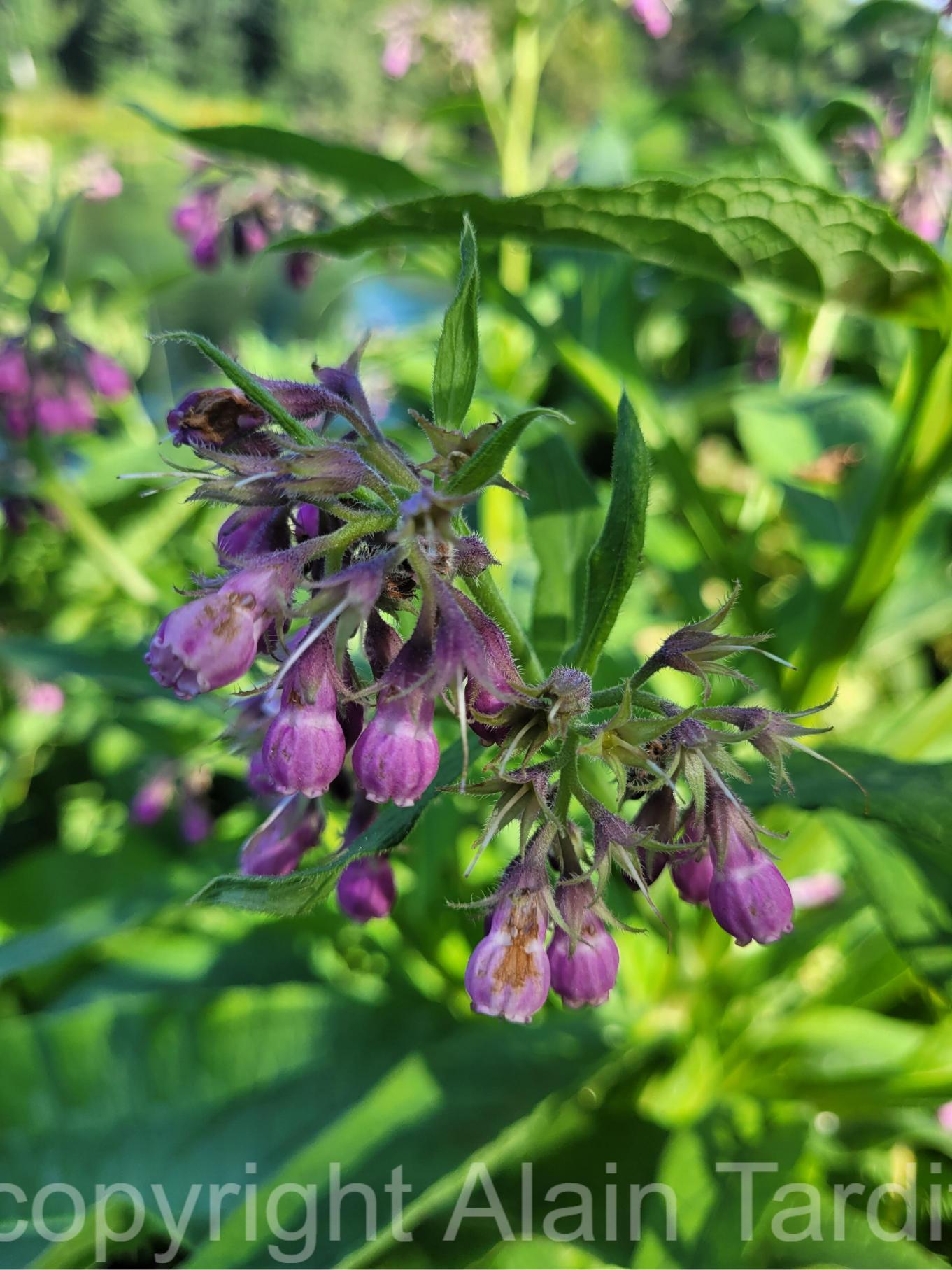 Symphytum officinale 4 Symphytum officinale ou consoude officinale