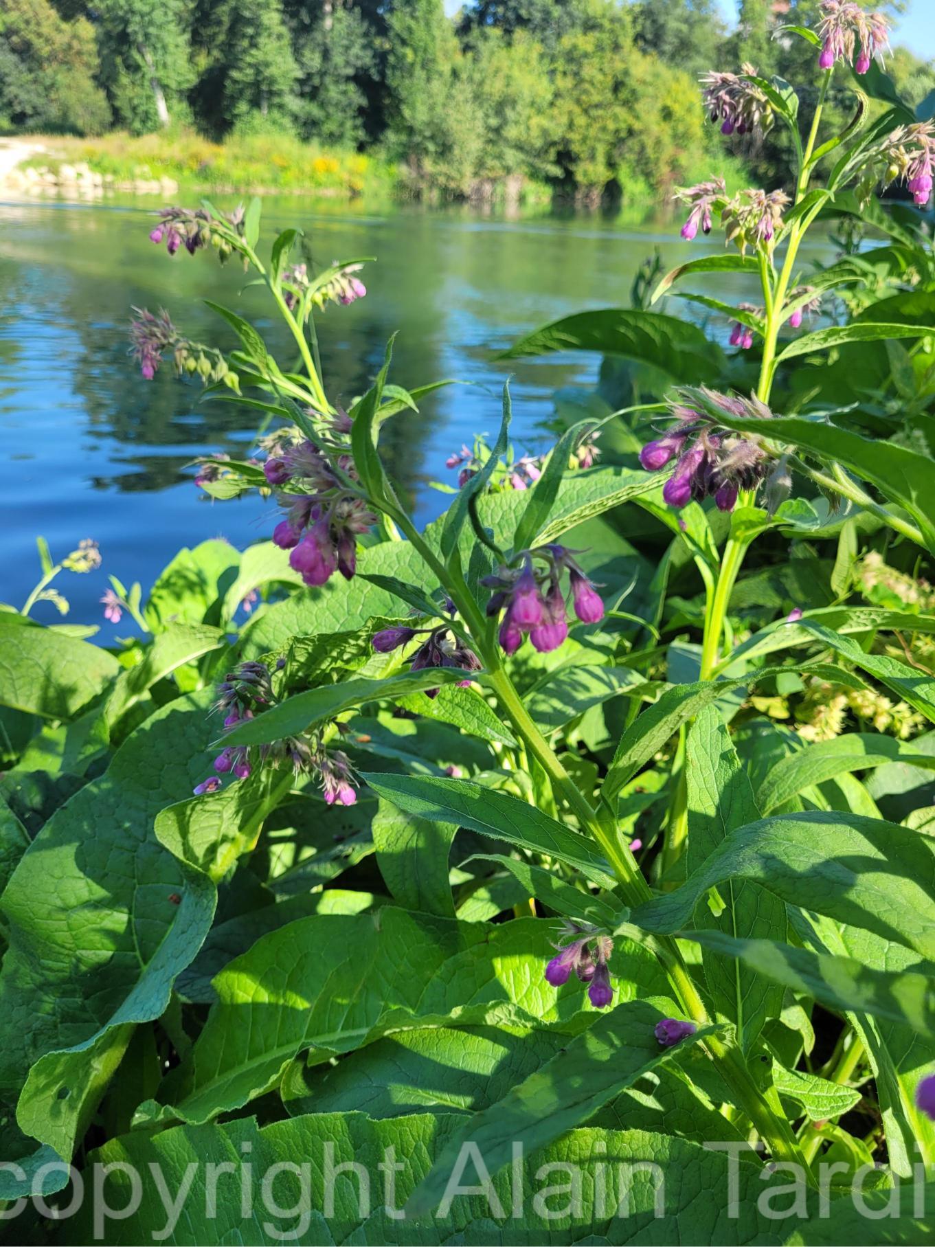 Symphytum officinale 7 Symphytum officinale ou consoude officinale