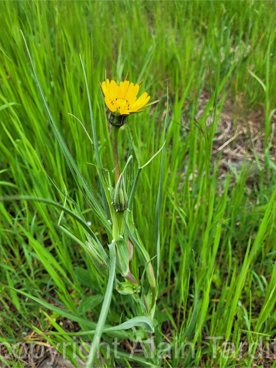 Tragopogon major 3 tragopogon major - salsifis majeur