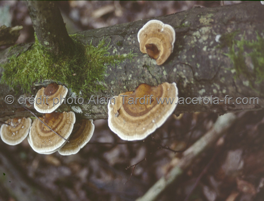 Trametes ochracea 3 Trametes ochracea ou tramète zoné