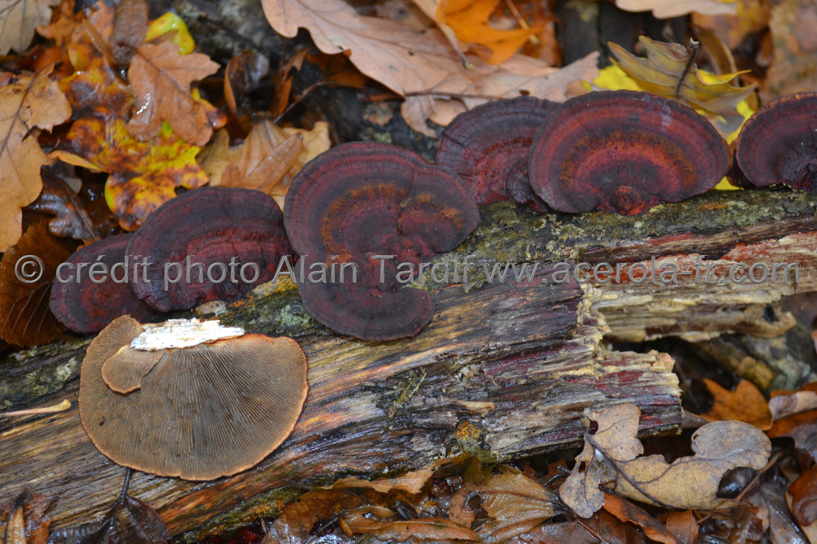 Trametes rubescens Trametes rubescens ou tramète rougissante