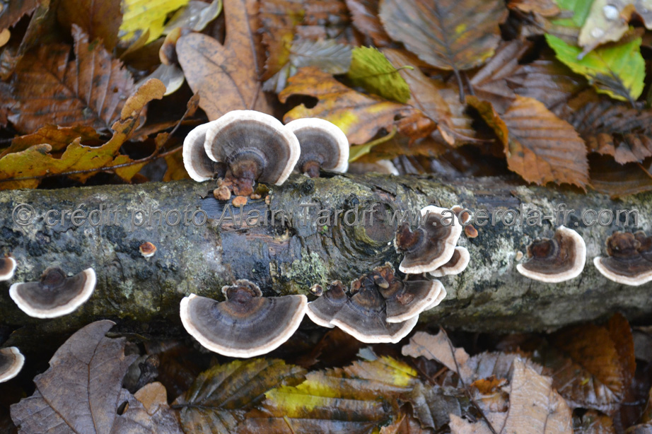 Trametes versicolor 2 Trametes versicolor ou tramète versicolore