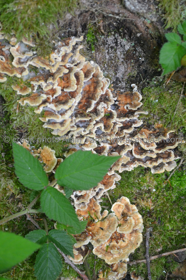 Trametes versicolor 3 Trametes versicolor ou tramète versicolore