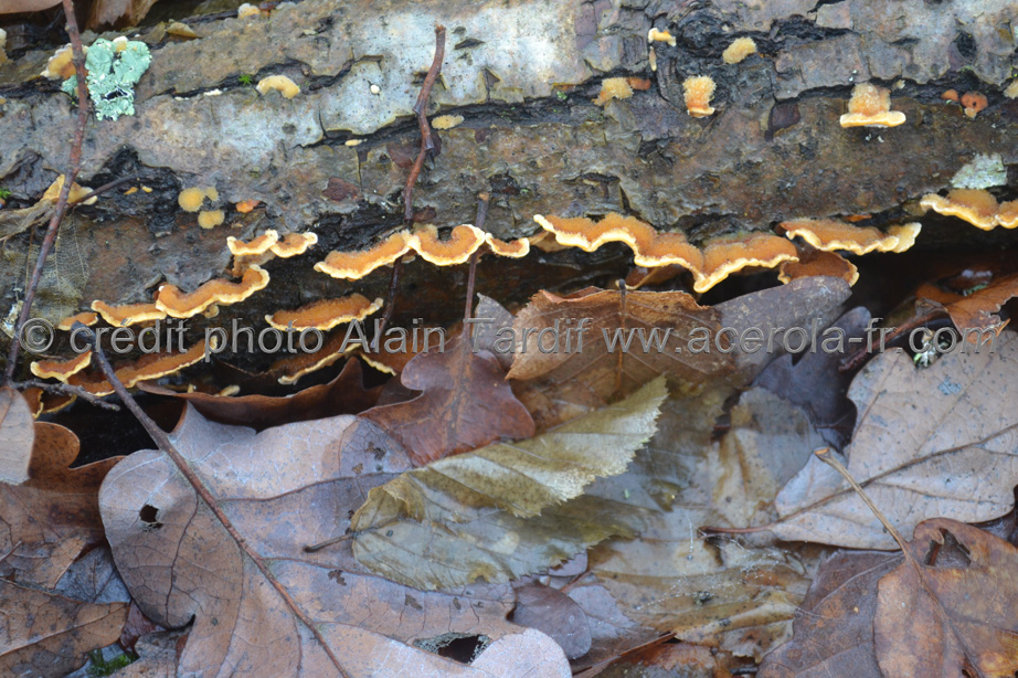 Trametes versicolor 4 Trametes versicolor ou tramète versicolore