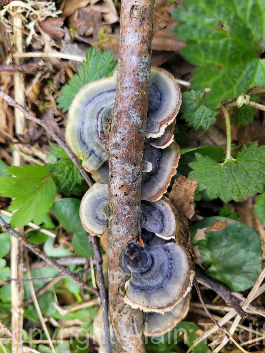 Trametes versicolor 6 Trametes versicolor ou tramète versicolore