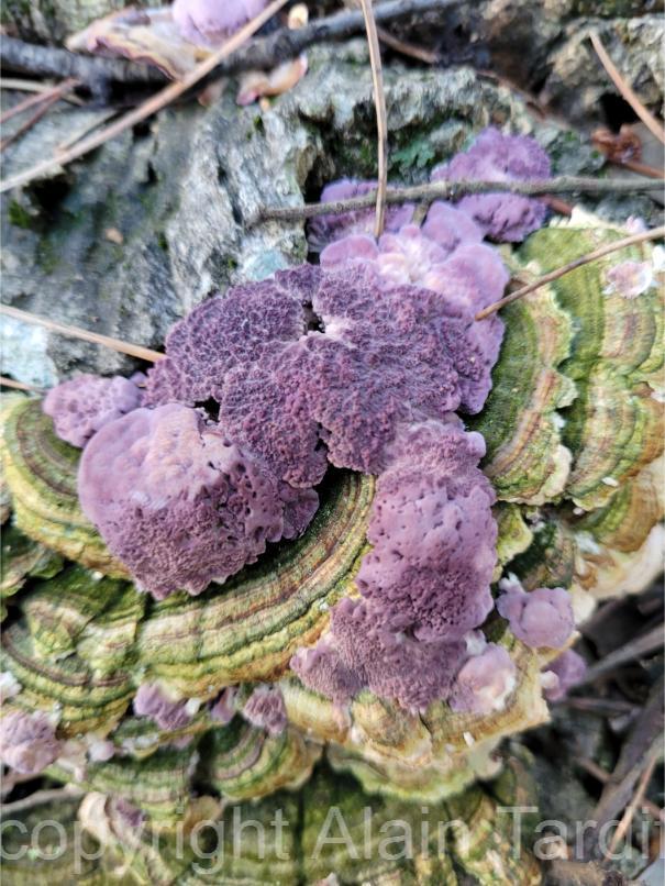 Trichaptum biforme Trichaptum biforme ou tramète parcheminée