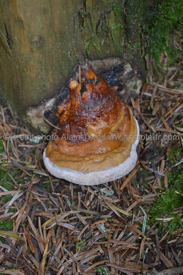 Ungulina marginata 2 Ungulina marginata ou polypore marginé