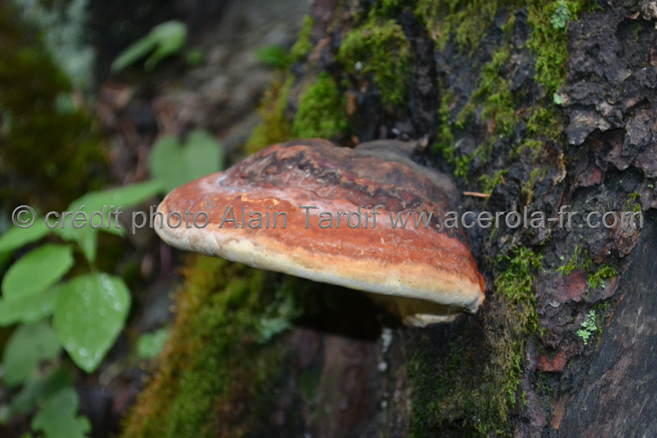 Ungulina marginata 3 Ungulina marginata ou polypore marginé