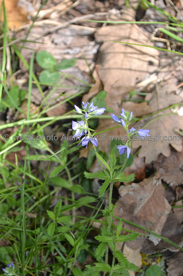Veronica Teucrium 3 Veronica teucrium ou véronique germandrée