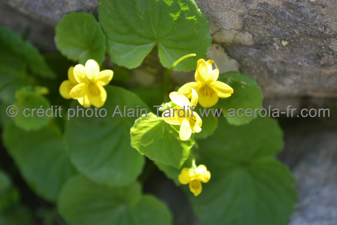 Viola biflora 5 Viola biflora ou violette à deux fleurs