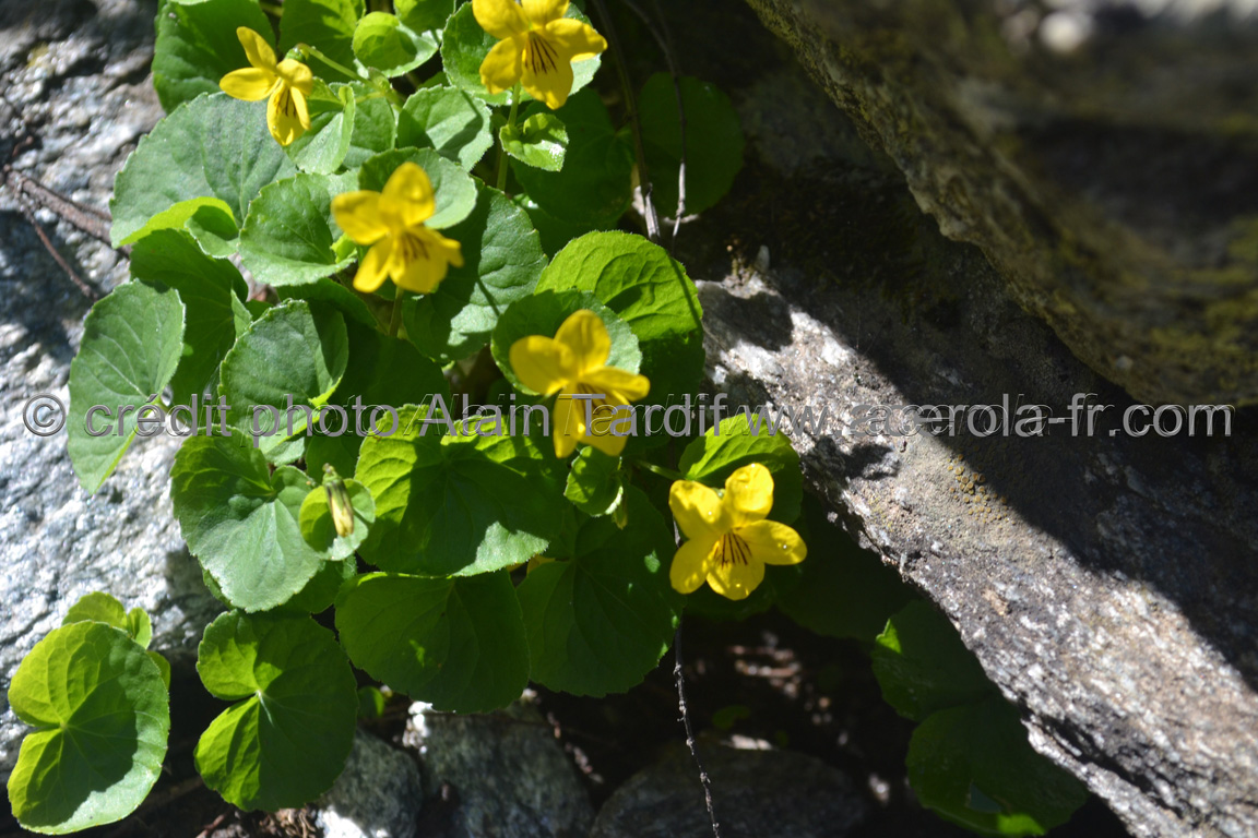 Viola biflora 6 Viola biflora ou violette à deux fleurs