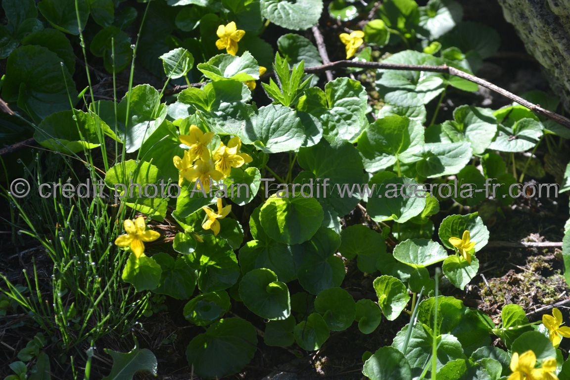 Viola biflora 7 Viola biflora ou violette à deux fleurs
