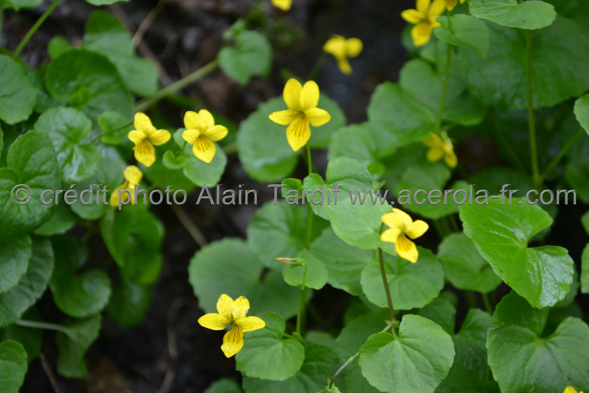 Viola biflora Viola biflora ou violette à deux fleurs