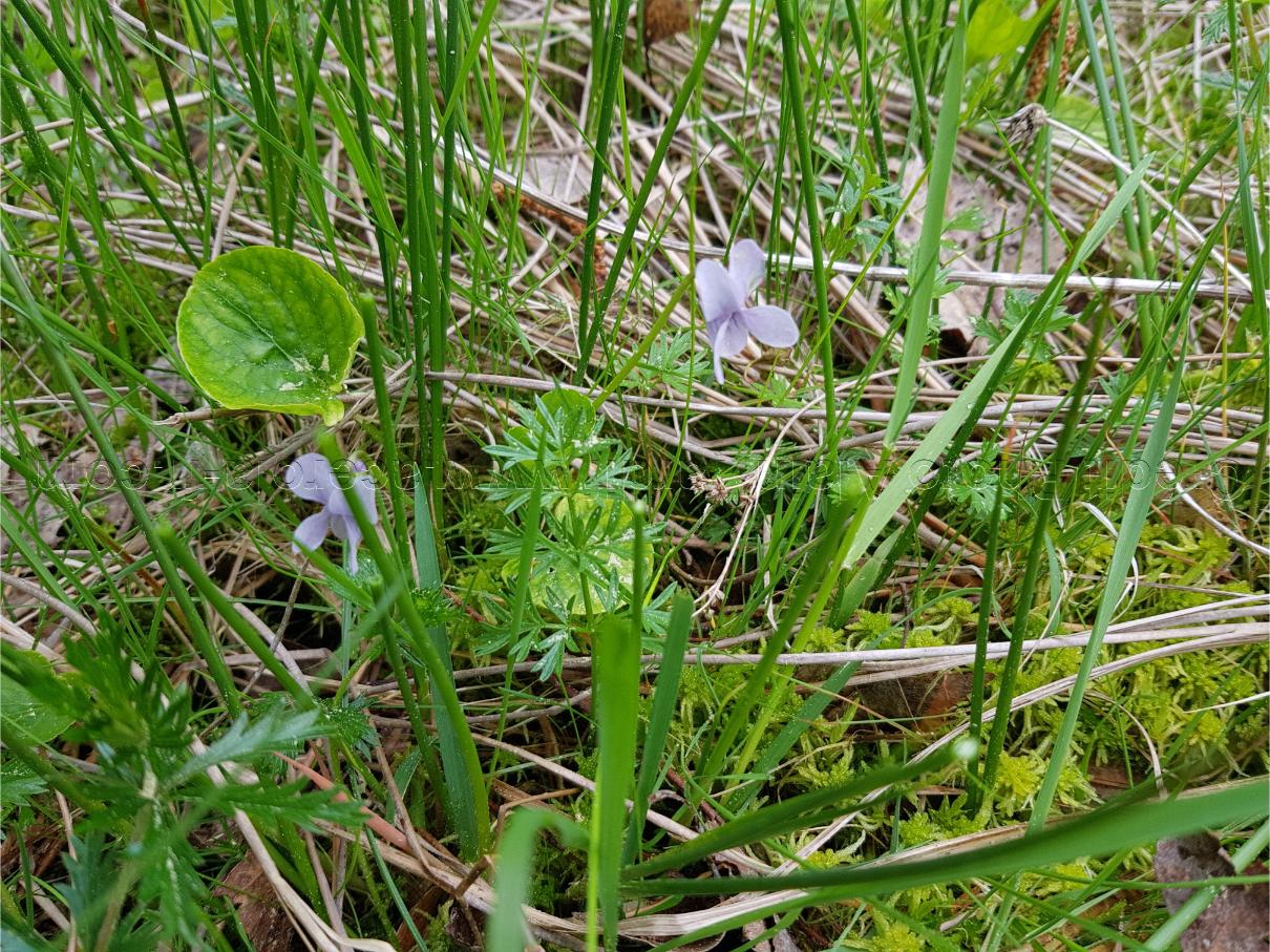 Viola palustris Viola palustris ou violette des marais