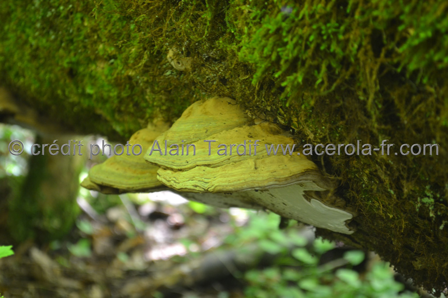 ganoderma applanatum2 ganoderma applanatum ou ganoderme plat