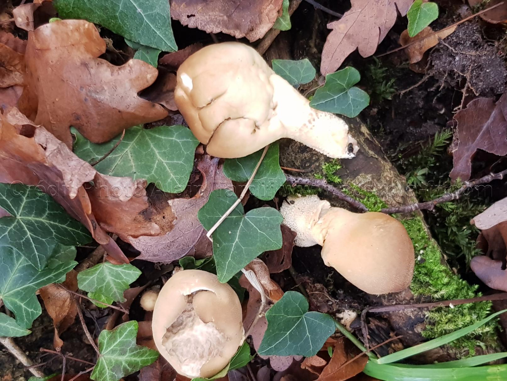 lycoperdon pyriforme Lycoperdon pyriforme ou lycoperdon en forme de poire