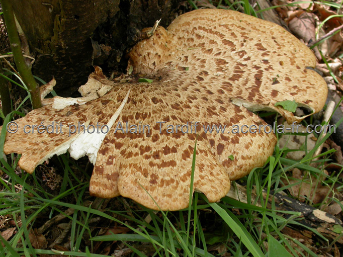 melanopus squamosus Melanopus squamosus ou polypore écailleux