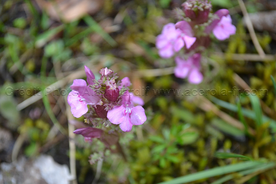 Pédiculaire des marais ou Pedicularis palustris