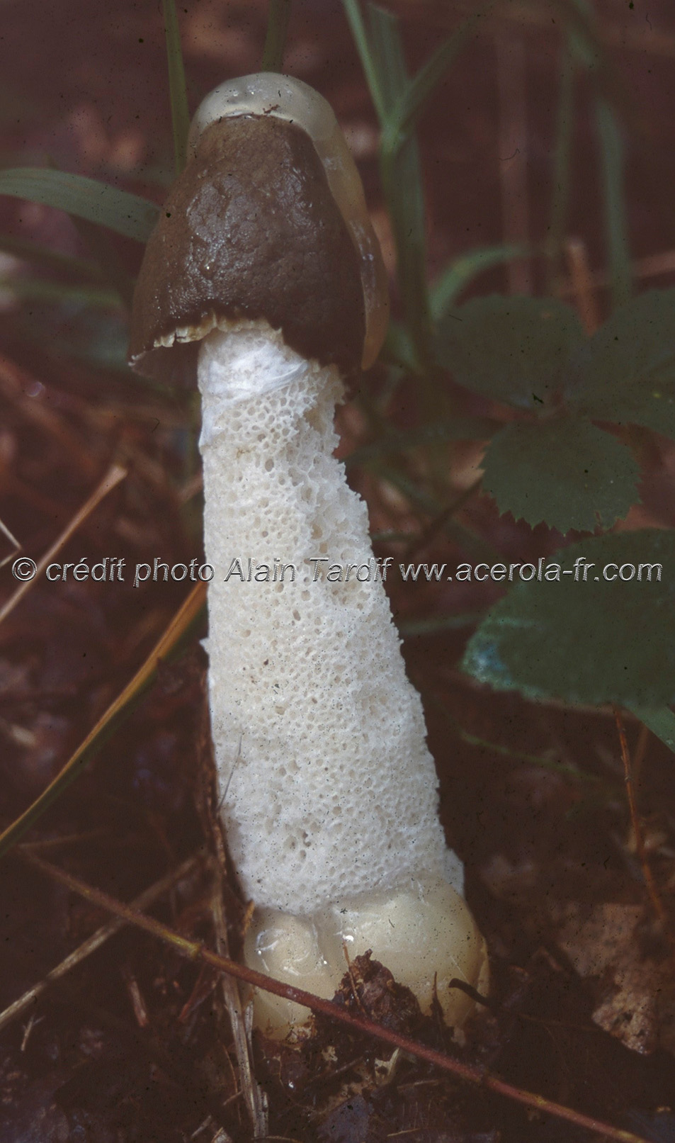 phallus_impudicus Phallus impudicus ou satyre puant