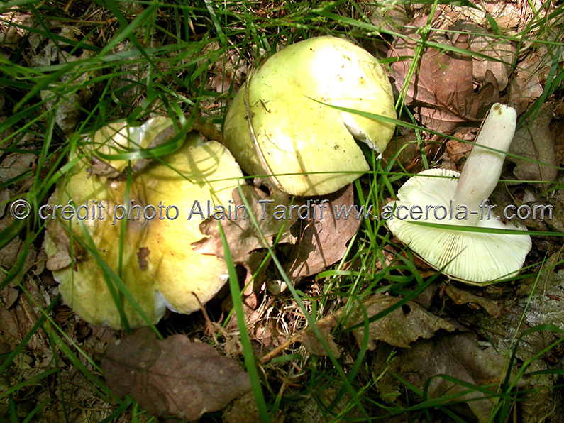 russula amoena Russula amoena ou russule agréable