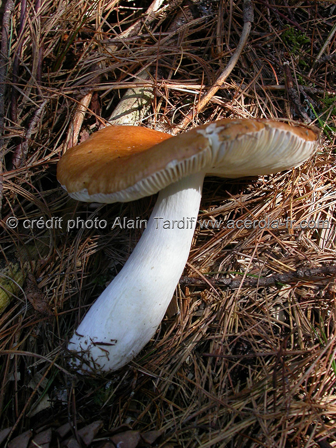 russula decolorans Russula decolorans ou russule décolorante